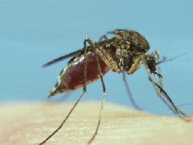 和顺专业除四害所常用的灭蚊子的方法有哪些