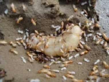 南海白蚁预防公司新建房屋容易遭白蚁的原因