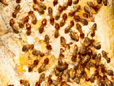 狮山灭除白蚁机构厨房灭蚂蚁的7个小方法