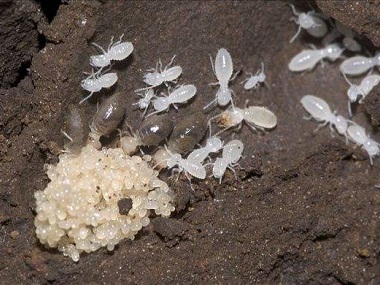 松岗验收白蚁所——白蚁的生活习性是什么