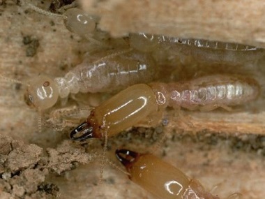 黄岐白蚁防治公司专家发布白蚁的十大误区