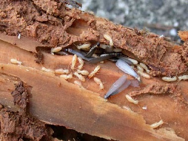 大沥预防白蚁中心有效的白蚁防治办法是什么