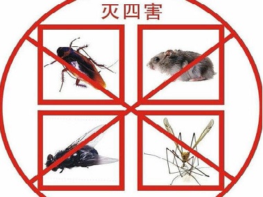 桂城害虫防控中心教你怎样更好的除四害