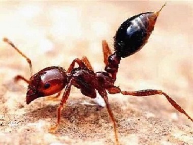 里水蚁害消杀站最危险的蚂蚁——红火蚁