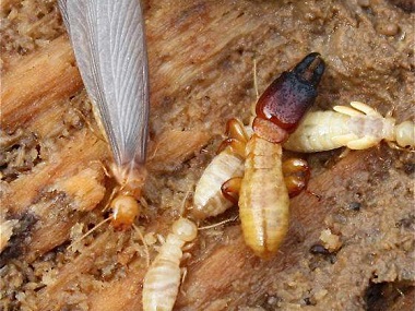 罗村白蚁防治公司令建筑行业谈蚁色变的是什么白蚁