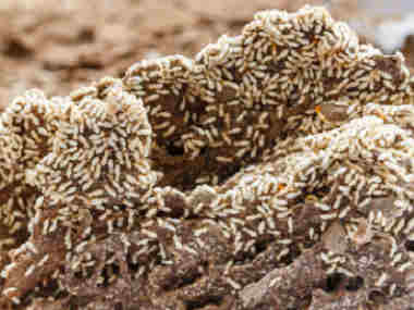 丹灶白蚁备案中心世界性的蛀木害虫——截头堆砂白蚁