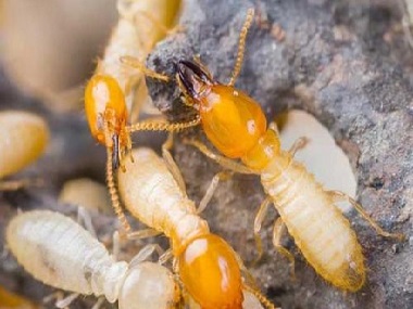 罗村预防白蚁机构白蚁的防治主要有两个方面