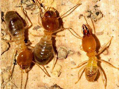桂城蚁害备案中心蚂蚁最怕什么东西和气味