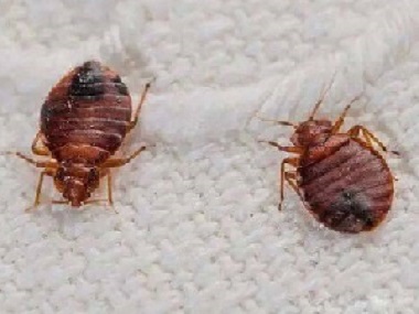 南海消杀四害公司6个防治方法家里的杀死臭虫