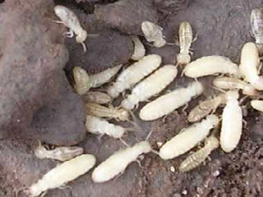桂城白蚁预防所：做些什么来有效预防白蚁
