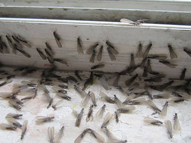 罗村专业除白蚁中心白蚁分飞季，如何有效防治白蚁