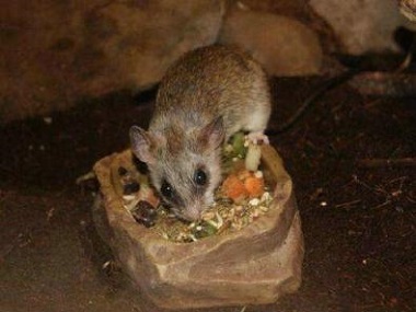 大沥专业灭鼠机构餐厅做好灭鼠防鼠的方法