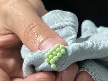 南海害虫消杀公司家里进了臭虫怎么办?