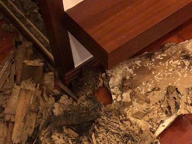 桂城白蚁预防公司白蚁除了吃木头还吃什么